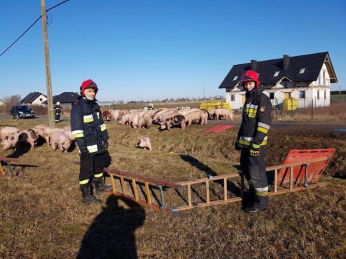 wypadek, Szamotuły, świenie na drodze, trzoda chlewna, straż pożarna, strażacy ratują świnie
