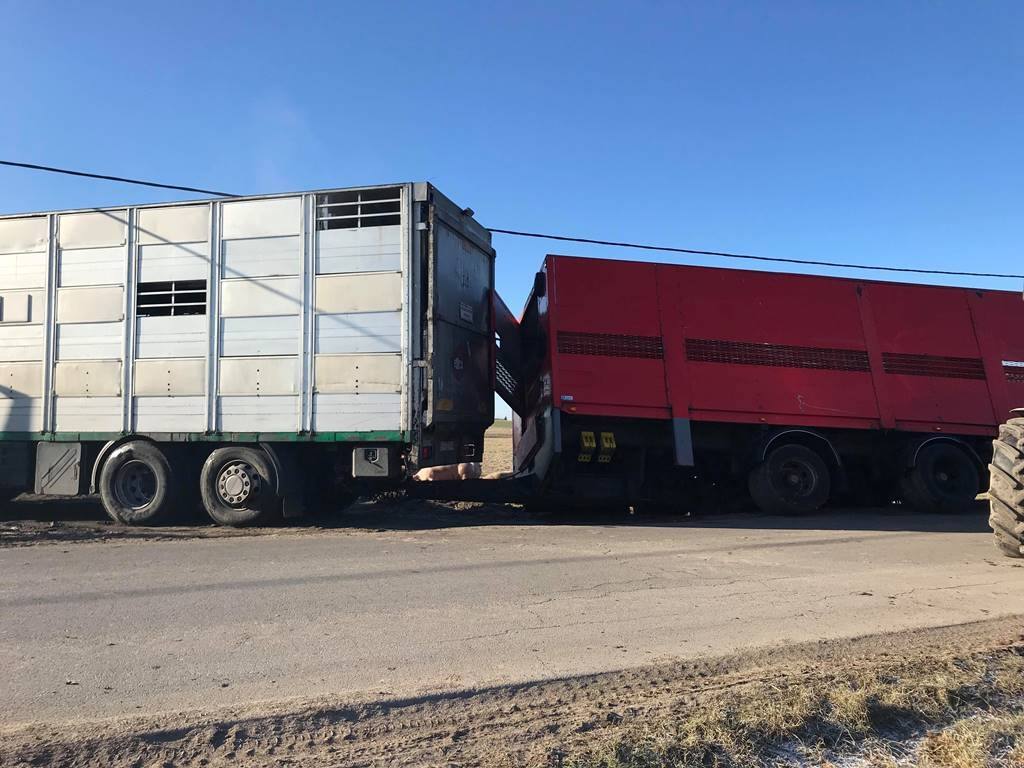 wypadek, Szamotuły, świenie na drodze, trzoda chlewna, straż pożarna, strażacy ratują świnie