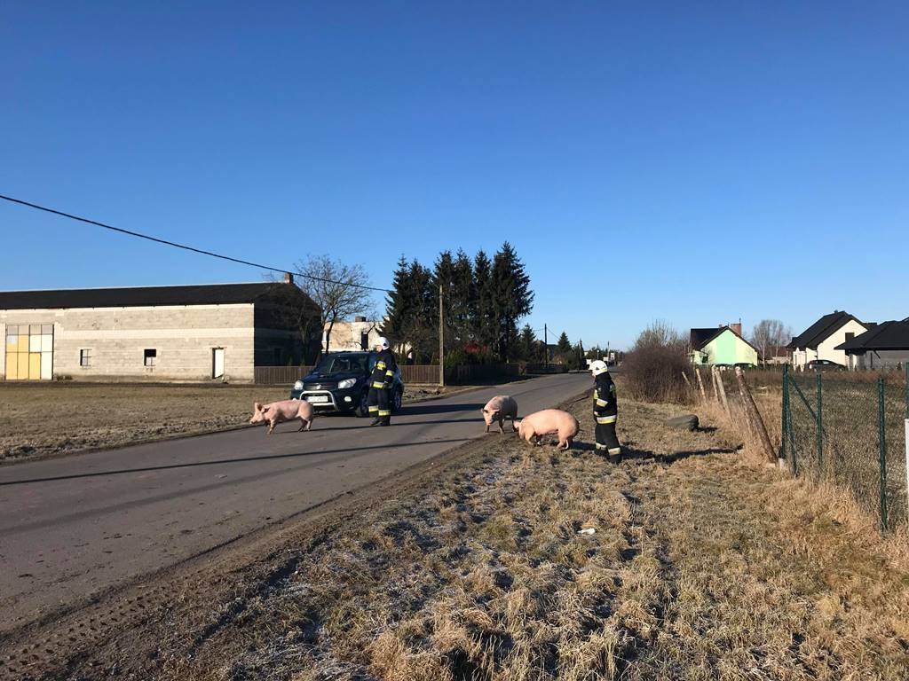 wypadek, Szamotuły, świenie na drodze, trzoda chlewna, straż pożarna, strażacy ratują świnie