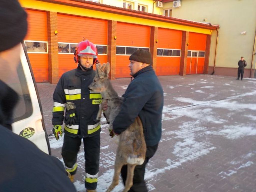 świętokrzyskie, straż pożarna, rzeka wschodnia, strażacy pomagają zwierzętom, skarżysko-kamienna