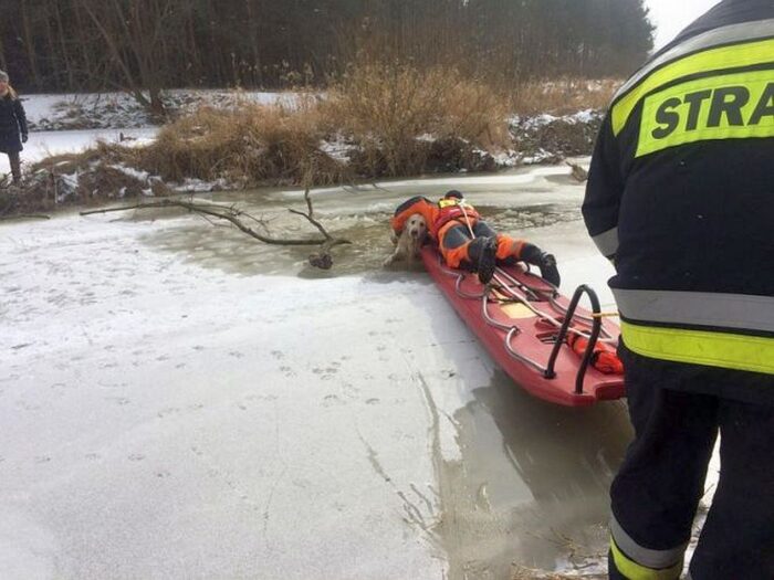 świętokrzyskie, straż pożarna, rzeka wschodnia, strażacy pomagają zwierzętom, skarżysko-kamienna