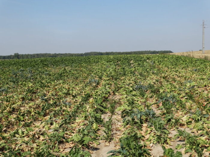 buraki cukrowe, susza, plantacje, Sahryń, Zamojszczyzna