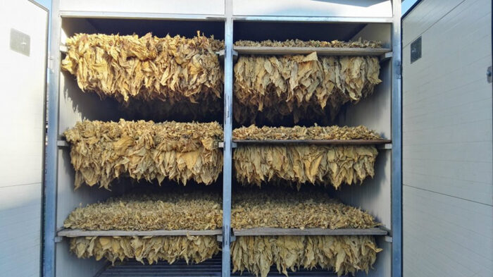 tytoń, suszenie liści