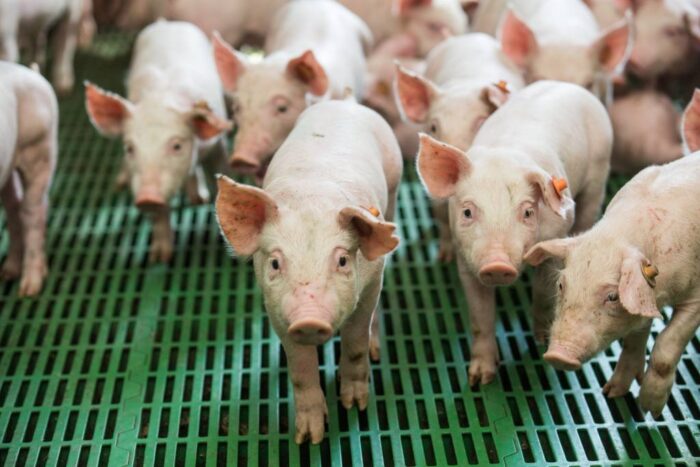 ASF, trzoda chlewna, świnie, prawo, przepisy, nowelizacja ustawy o ochronie zdrowia zwierząt oraz zwalczaniu chorób