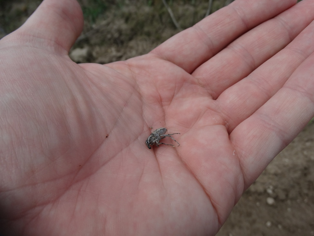 szarek komośnik, szkodniki, Brodzica