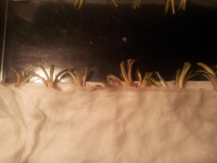 test przezimowania, pszenżyto ozime