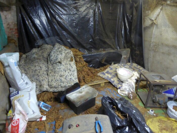 wąbrzexno, kujawsko-pomorskie, tytoń, uprawa tytoniu, susz tytoniowy