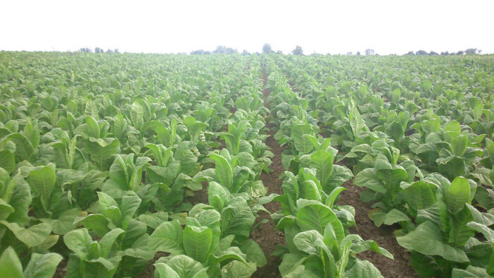 tytoń, plantacja, Zamojszczyzna