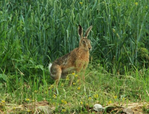 lubelszczyzna, odbudowa populacji zajęcy, zające, koła łowieckie, myśliwi