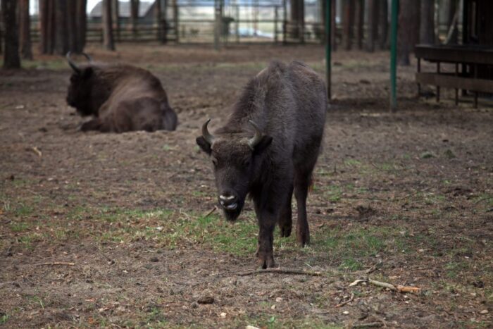 żubr, żubry na polach, odszkdowania za straty wyrządzane przez żubry, podlasie