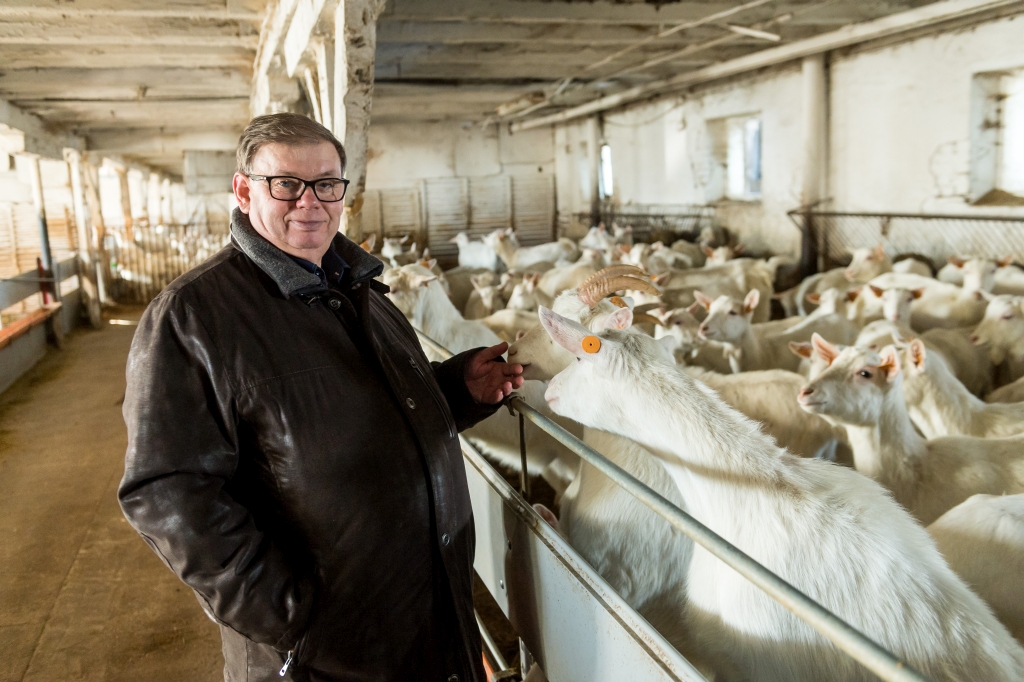 kozy, mleko kozie, mleczarnia, Agro-Damnis