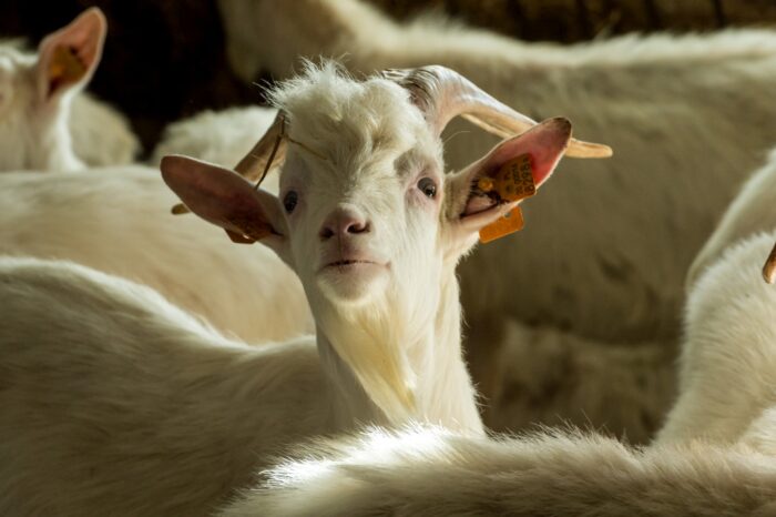 owce, kozy,. pomór małych przeżuwaczy, służby weterynaryjne