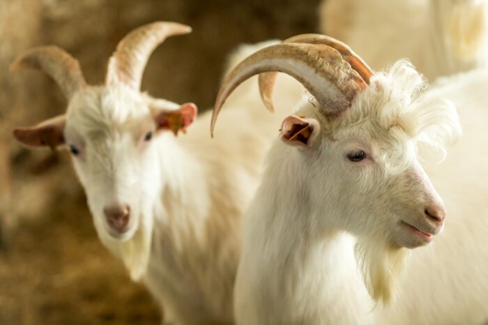 kozy, mleko kozie, mleczarnia, Agro-Damnis