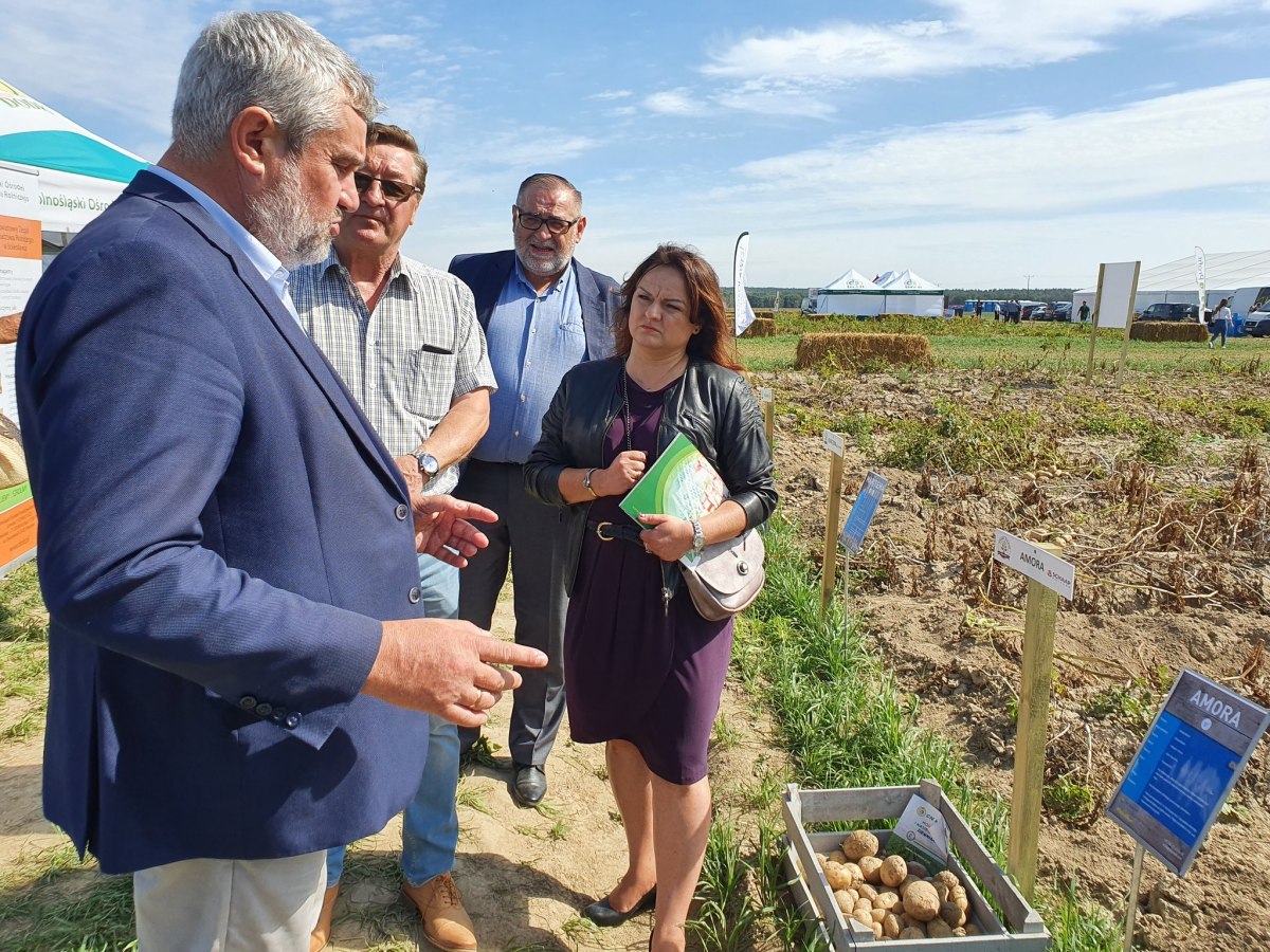ziemniaki, warzywa, Krajowe Dni Ziemniaka, potato poland 2020