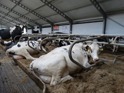 krowy mleczne, bydło mleczne, produkcja mleka, hodowcy bydła, obora wolnostanowiskowa, hala udojowa, bydło mleczne