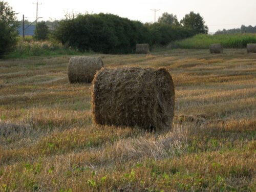 jarocin, wielkopolska, oszust, baloty słomy, sprzedaż balotów, policja