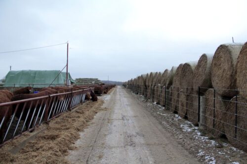 beefmaster, rasa mięsna, USA, zarodki
