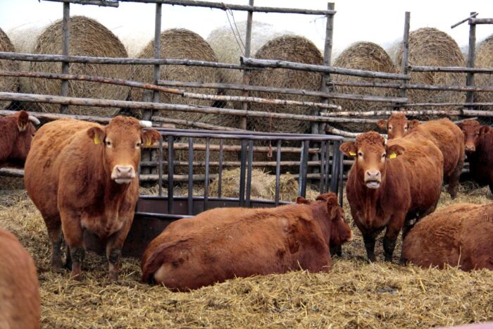 ubój z konieczności, ubój zwierząt, PZZiORWK-P, przysiek, lech kuropatwiński