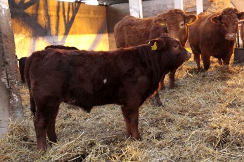 beefmaster, rasa mięsna, USA, zarodki