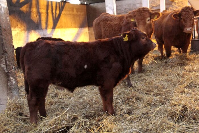 beefmaster, rasa mięsna, USA, zarodki