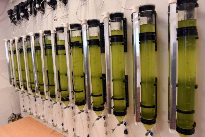 biomasa, Instytut Ekologii Terenów Uprzemysłowionych w Katowicach, miskant, proso