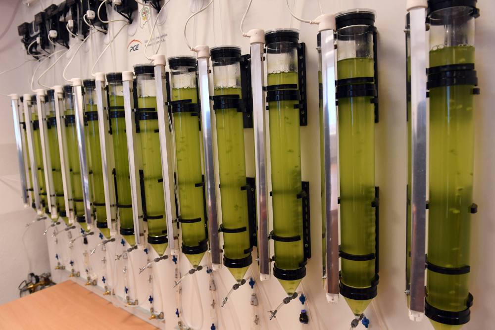 biomasa, Instytut Ekologii Terenów Uprzemysłowionych w Katowicach, miskant, proso
