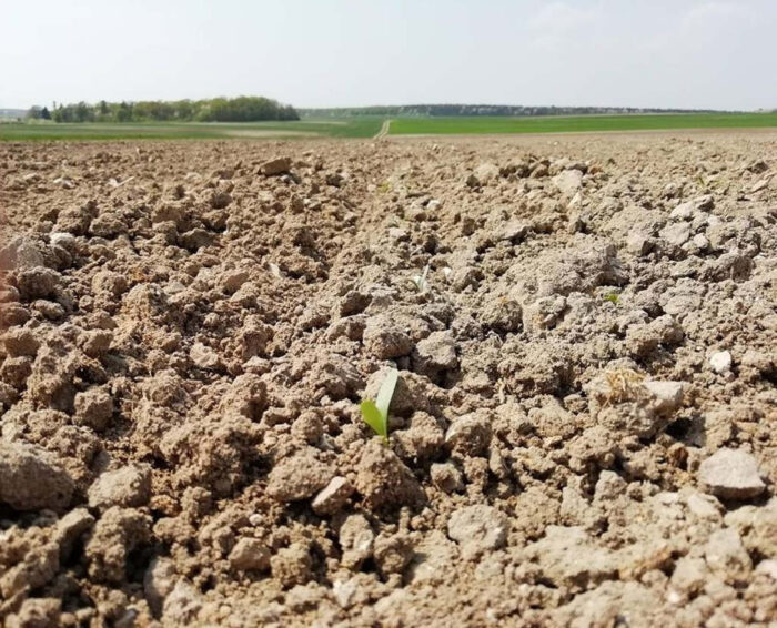 siewki buraka, wschody, pole