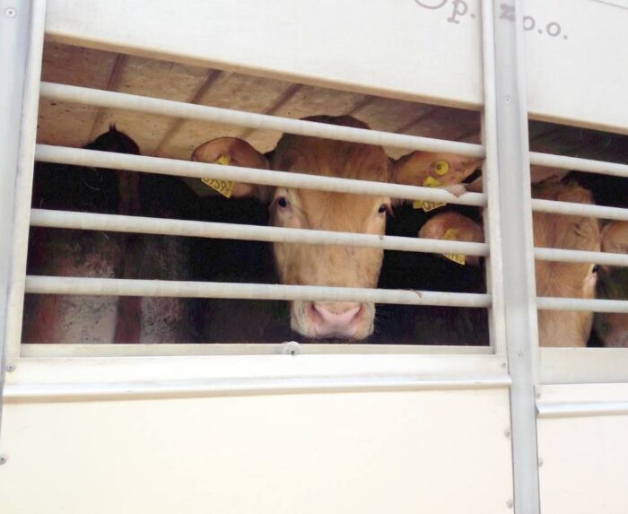 bydło, transport zwierząt, Foto_ Wojewódzki Inspektorat Transportu Drogowego w Poznaniu, ITD, mandat