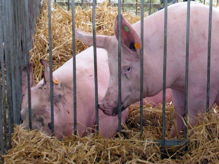 ceny, wieprzowina, iergiż, mroczek