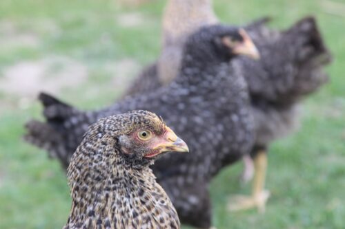 produkcja drobiu, rynek mięsa, komisja europejska