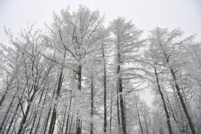 badanie drzew, pompowanie wody przez drzewa, tętno drzew, András Zlinszky, Anders Barfod, aarhus