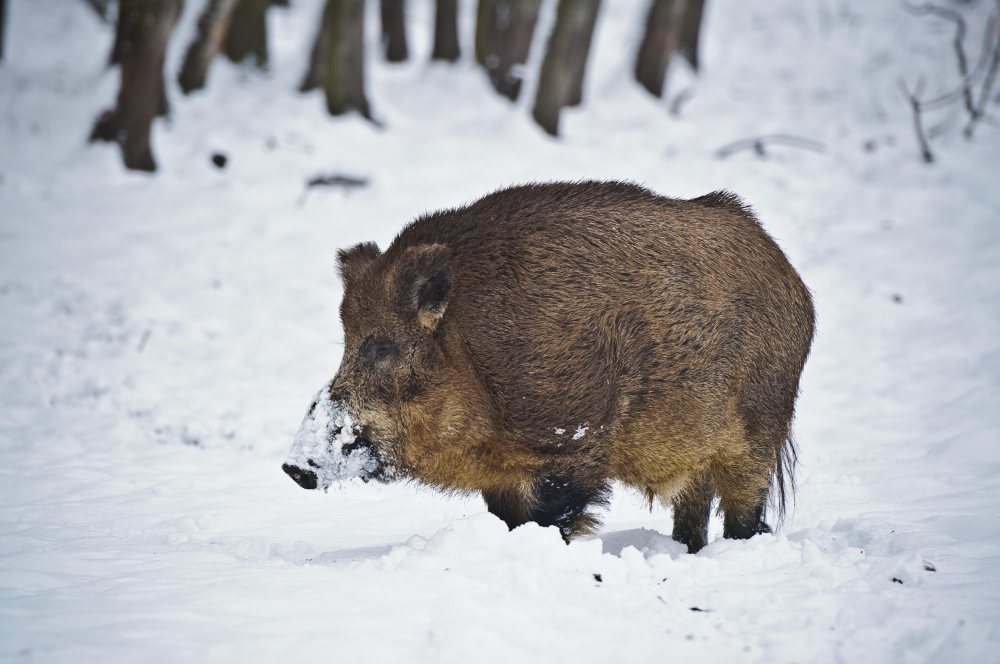 nagroda za znalezienie padłego dzika, walka z asf w polsce, lubelszczyzna, padłe dziki, beata górka, odstrzał dzików