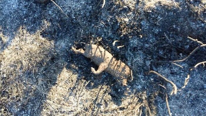 Szydłowiec, Chlewiska, mazowsze, pożar nieużytków, dziki zginęły w pożarze, straż pożarna