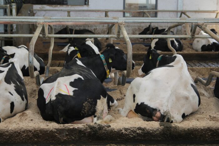 PFHBiPM, region oceny wschód, cena użytkowości mlecznej, mleko, produkcja mleka, wydajność mleczna, krowy pod oceną