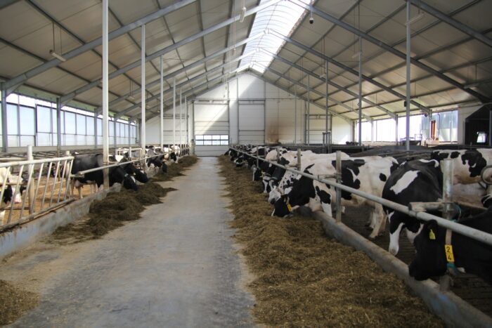 Główny Urząd Statystyczny, Polska Federacja Hodowców Bydła i Producentów Mleka, bydło mleczne, produkcja mleka