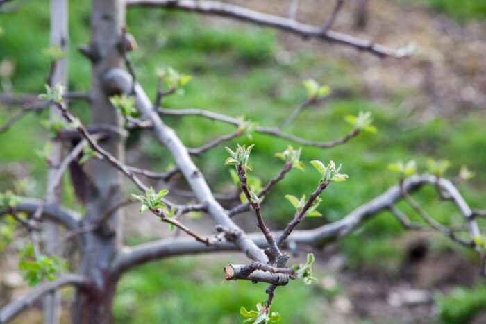 parch jabłoni, sadownictwo, sad, choroby grzybowe, Innvigo, Fruit Akademia