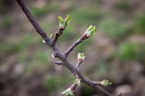 parch jabłoni, sadownictwo, sad, choroby grzybowe, SKS, Fruit Akademia