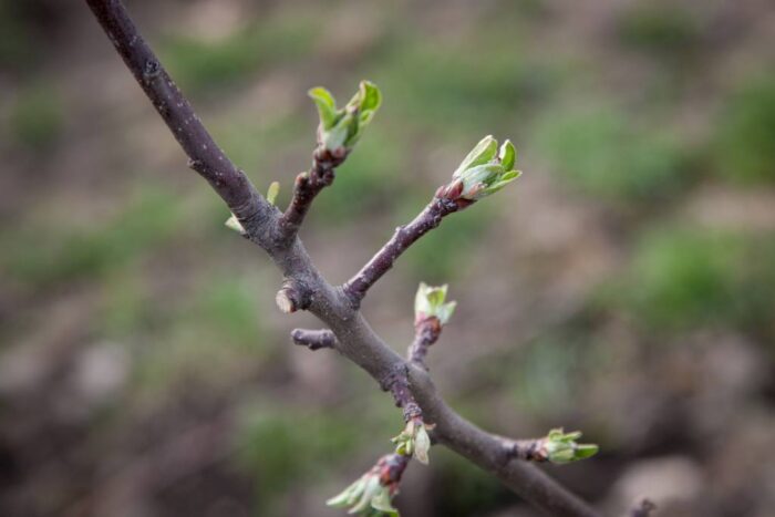 parch jabłoni, sadownictwo, sad, choroby grzybowe, SKS, Fruit Akademia