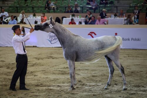 Pokaz Koni Arabskich, janów podlaski, stadnina koni w janowie podlaskim, pride of poland, mariusz filipiuk