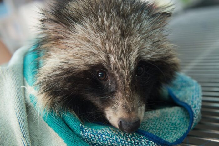 podkarpacie, RDLP w Krośnie, edward marszałek, dzika zwierzyna, inwetaryzacja zwierzat, jenot, norka amerykańska