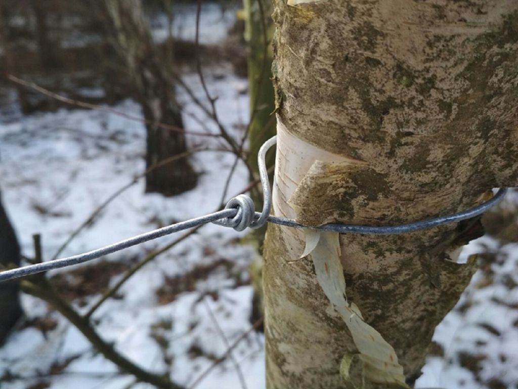 kłusownictwo, Nadleśnictwa Lubartów, akcja kłusownik, walka z asf, balewo, sztum, straż leśna