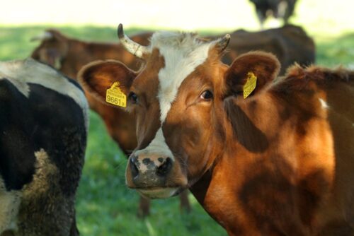 produkcja mleka, dostawy mleka, uokik, marek niechciał, jakość mleka