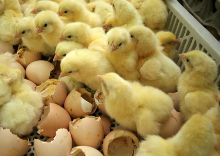 kurczęta, kurczaki, drób, mięso drobiowe