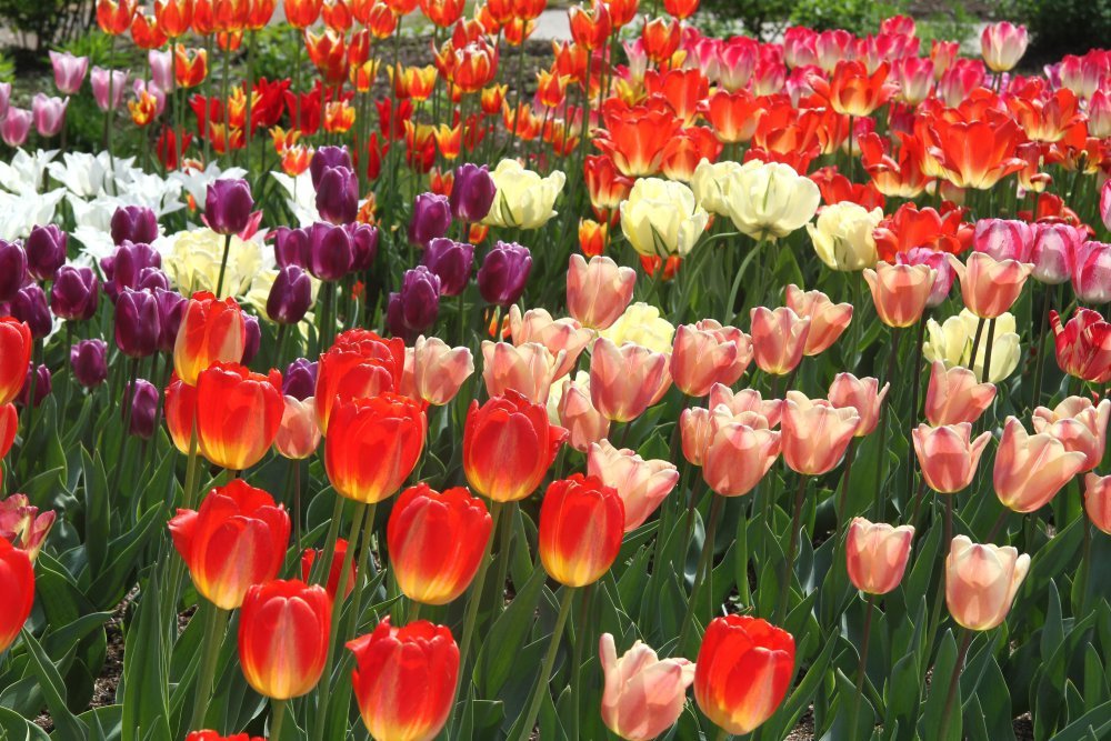 niegoszcz, pomorze zachodnie, ogród botaniczny, dziedzictwo przyrodnicze, fundacja Regnum Vegetable