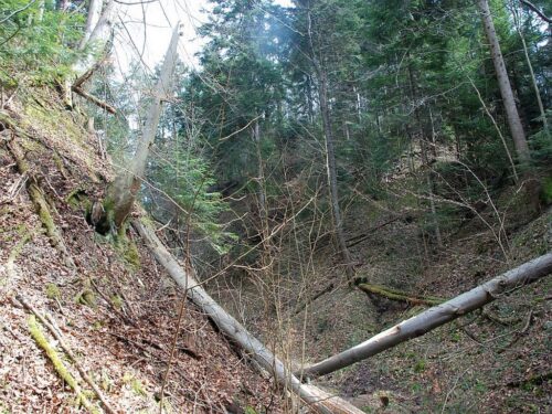 wypadki podczas prac w lesie, wypadki przy obróbce drewna, wycinka drzew, brzozowo, podkarpacie