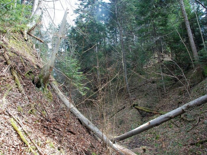 wypadki podczas prac w lesie, wypadki przy obróbce drewna, wycinka drzew, brzozowo, podkarpacie