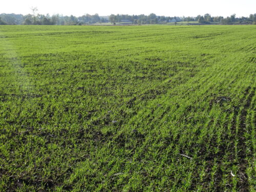 podatek rolny, stawki podatku rolnego,