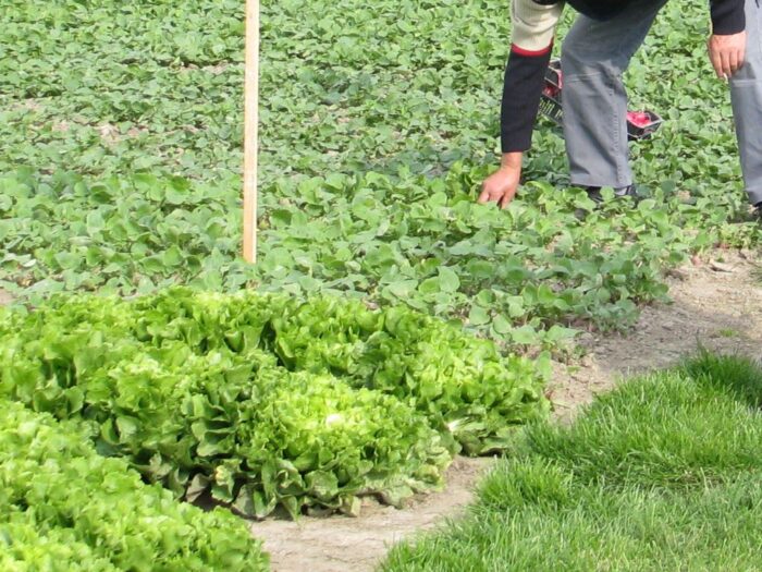 rymsza, gospodarstwa opiekuńcze, aktywność rolnicza, terapia, niepełnosprawni, opieka