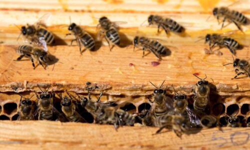 pasieka na dachu ratusza, ciechanów, pszczelarstwo, ratowanie pszczół