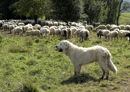 pastwisko, owce, pasterstwo